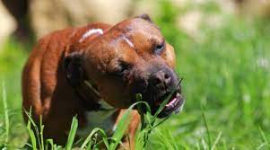 Why Do Dogs Eat Grass Is It Safe Bartlett Vet