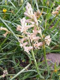 Image result for Dipcadi brevifolium