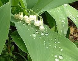 Other dangerous flowering plants you may find in your home or garden include oleander, hyacinth, foxglove. Dog Poisonous Plants List Symptoms Pictures And Treatment