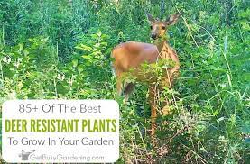 Unfortunately, whitetails eat from a large menu that may include 400 or more different species of vegetation. 85 Deer Resistant Plants For Your Garden Get Busy Gardening