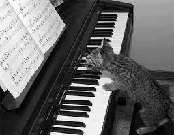 jorge m r adli kullanicinin animales panosundaki pin eglenceli resimler the piano muzik