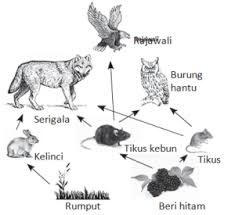 Berikut, contoh soal pg bahasa indonesia k13 kelas x semester ganjil, untuk siswa 5. Soal Essay Dan Jawaban Tentang Lingkungan Hidup