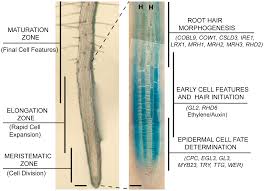 Root hair cells absorb water from soil these cells are the epiblema cells of root. A Gene Regulatory Network For Root Epidermis Cell Differentiation In Arabidopsis