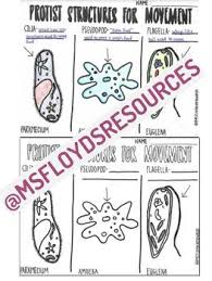 Gracilis has been a popular model organism and of considerable biotechnological interest, but the absence of a gene catalogue has hampered both basic research and. Protist Structures For Movement Coloring Sheet By Msfloydsresources