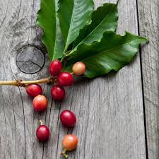Image result for Coffea sp. A