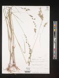 Image result for Eragrostis aspera