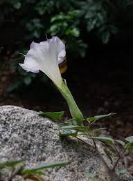 Image result for Datura
