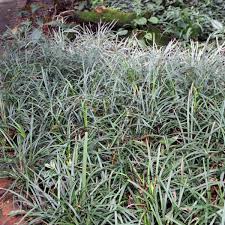 Removing monkey grass is difficult, so you need to use a combination of the following methods. How To Care For Monkey Grass Dengarden
