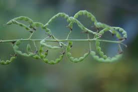 Image result for Desmodium uncinatum