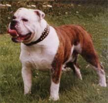 They are not that hard to train but can catch some behavioral problems. He Looks Like My Louie Victorian Bulldog Bully Dog Bulldog