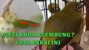 2.air gula/larutan gula sebagai pengganti madu jika tidak ada madu takaranya 1 sendok makan : Cara Mengatasi Pleci Ngembung Dengan Cara Alami Menggunakan Buah Mengkudu Pace Youtube