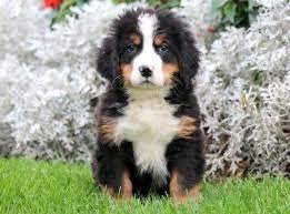 Carroll hill bernese mountain dogs. Pin By Barbara Rathmanner On Bernaise Dogs Bernese Mountain Dog Puppy Puppy Adoption Mountain Dogs