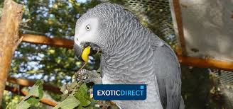 what do parrots eat exoticdirect