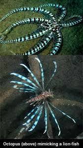 Like all the members of the bb corps, she was mentally unstable and prone to outbursts and mood swings. Magnificent Mimic Reveals Multiple Impressions New Scientist