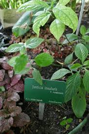 Image result for Justicia striata