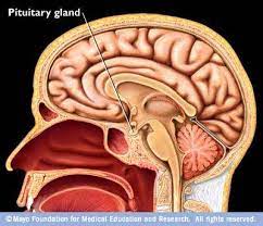 Kelenjar pituitari adalah kelenjar kecil berbentuk oval yang terletak di belakang hidung dekat bagian bawah otak. Kelenjar Pituitari Kelenjar Hipofisis Psychologymania