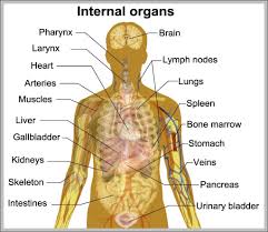 internal organ chart 1024 x 910 anatomy system human body