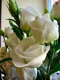 صور زهور وباقات ورد جميلة أجمل ورود الحب ميكساتك Flowers Beautiful Roses Amazing Flowers