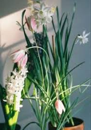 Maybe you would like to learn more about one of these? Forcing Bulbs Wisconsin Horticulture