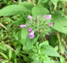 Image result for Clinopodium simense