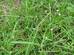 Check spelling or type a new query. Rumput Teki Catfish Fabrication