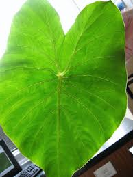 Image result for Remusatia