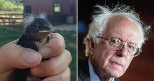 While bernie sanders was giving a speech at a presidential campaign rally in portland, oregon, on friday, a small green bird flew up on stage and caught his attention. Gallery Of Birds That Look Like Bernie Sanders