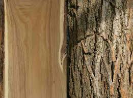 Types Of Locust Trees With Identification Guide And Pictures