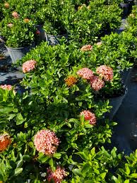 Image result for Ixora hartiana
