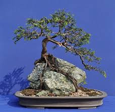 Alibaba.com offers 685 black pine bonsai products. Root Over Rock Common Juniper Pine Bonsai Indoor Bonsai Tree Juniper Bonsai