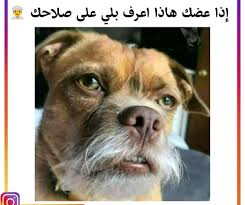 pin by zina plus on اقتباسات مضحكة animals dogs memes