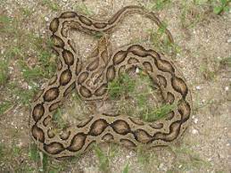 Snakes Of Chennai City Bay Of Life We would like to tell something about to avoid snake attack and we share this opportunity to make it useful for you. snakes of chennai city bay of life