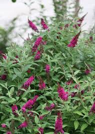 New stems will arise from the base of the plant. Pruning Shrubs Part 2 When Is The Best Time To Prune