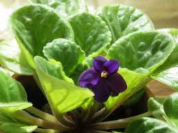 Water african violets when the top 1/4 inch of soil has dried out, or the pot is becoming lightweight. Espoma 6 Steps To Keep African Violets Blooming Espoma