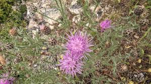 Image result for Stoebe