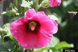 Image result for Malvaceae subfamily Malvoideae