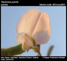 Image result for Tephrosia pumila