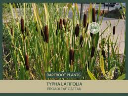 Image result for Typha latifolia