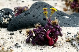 Image result for Senecio luembensis