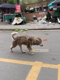Không chỉ có chó cỏ mèo ta mới bị bỏ lại Thực tế ở những trạm cứu hộ mình  biết lại rất nhiều em chó mèo cảnh đẹp, chúng nó từng là