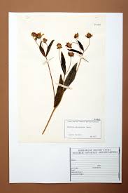 Image result for Silene abyssinica