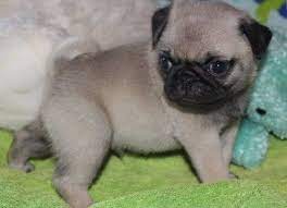 Pin By Maria Meraz On Animalitos Para Mi Pug Puppies Pug Puppies For Sale Teacup Pug