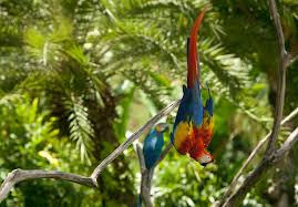 2020 top things to do in jurong. Bali Bird Park Zoo In Bali Bali Wildlife