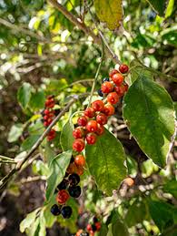 Image result for Citharexylum