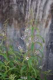Image result for Aloysia citrodora