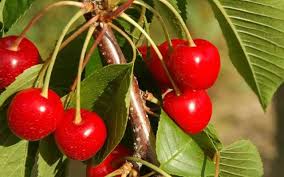 CHERRIES ile ilgili gÃ¶rsel sonucu