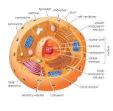 Maybe you would like to learn more about one of these? General Quiz 102 Baamboozle