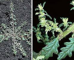 Image result for Dysphania pumilio