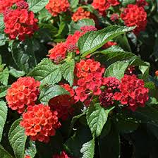Image result for Lantana camara