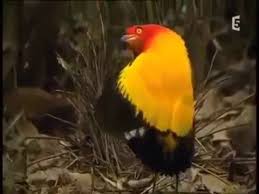 Bird Bird Bird Is The Word Song Birds Dancing To The Bird Is The Word Surfin Bird Comedy Song Dance Bird